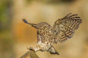 Картинка животные совы сова