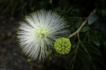 Картинка цветы акация макро шарик