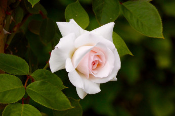 Картинка цветы розы роза розовая листья