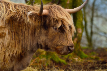 Картинка животные коровы +буйволы луг животное рогатое