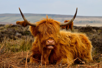 Картинка животные коровы +буйволы луг животное рогатое