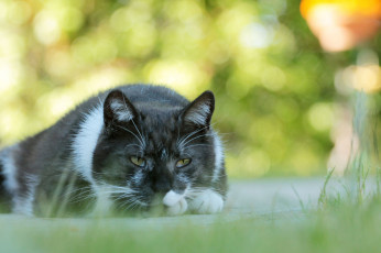 Картинка животные коты киса коте взгляд усы ушки