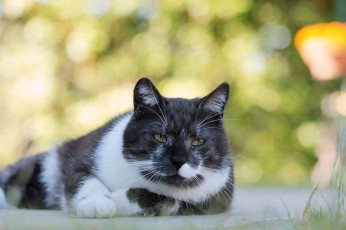 Картинка животные коты киса коте взгляд усы ушки