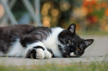 Картинка животные коты киса коте взгляд усы ушки