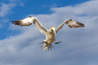 Картинка животные олуши посадка