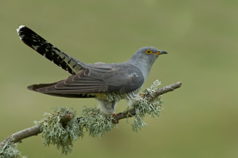 Картинка животные птицы фон птица ветка кукушка