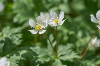 Картинка цветы ранункулюс+ азиатский+лютик макро белые