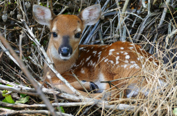 Картинка животные олени малыш