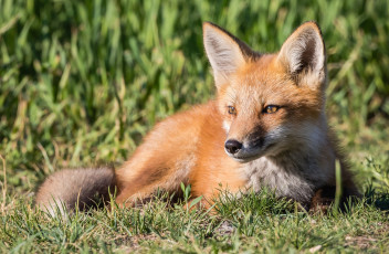 Картинка животные лисы лисичка