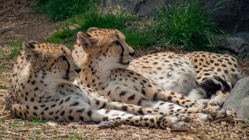 Картинка животные гепарды привал