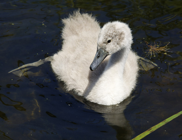 Обои картинки фото животные, лебеди, озеро, птенец, вода, плывёт