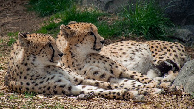 Обои картинки фото животные, гепарды, привал