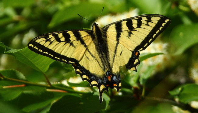 Обои картинки фото животные, бабочки,  мотыльки,  моли, бабочка