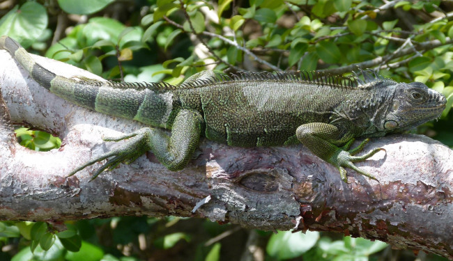 Обои картинки фото животные, Ящерицы,  игуаны,  вараны, игуана
