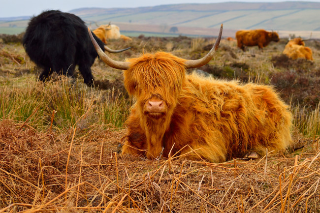 Обои картинки фото животные, коровы,  буйволы, луг, животное, рогатое