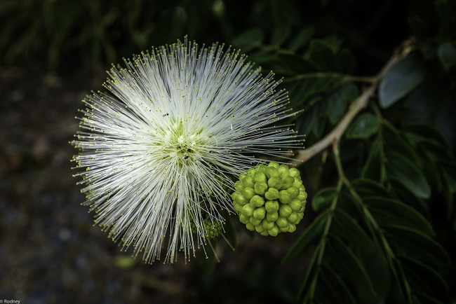 Обои картинки фото цветы, акация, макро, шарик