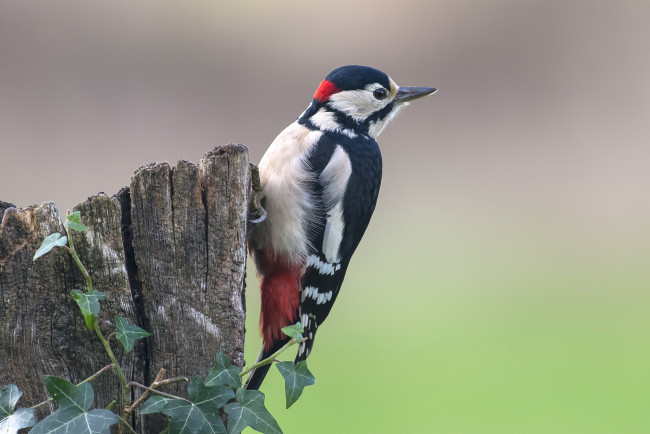 Обои картинки фото животные, дятлы, дятел, дерево, птица