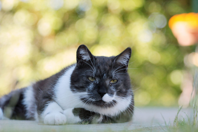 Обои картинки фото животные, коты, киса, коте, взгляд, усы, ушки