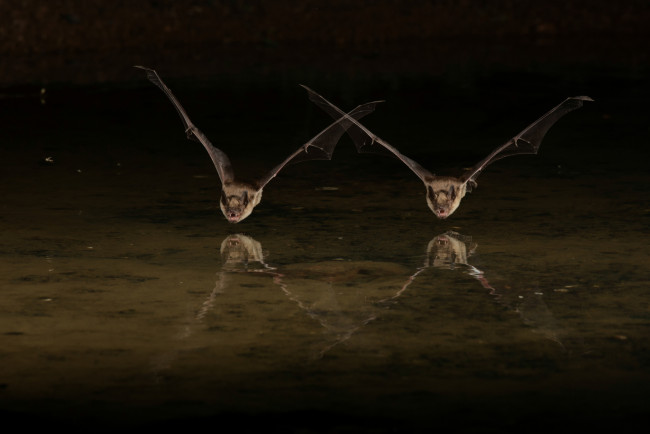 Обои картинки фото животные, летучие мыши, пара, полёт, вода, летучие, мыши, ночь
