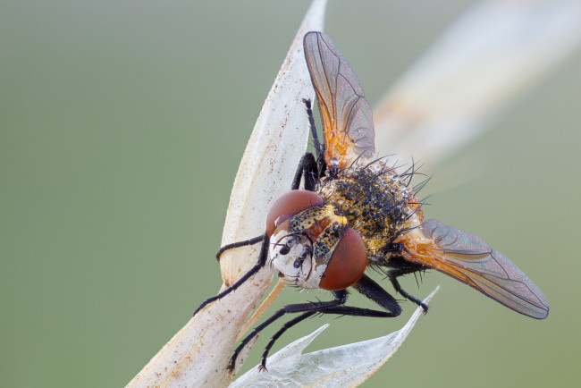 Обои картинки фото животные, насекомые, макро, насекомое, утро, фон, травинка, жук