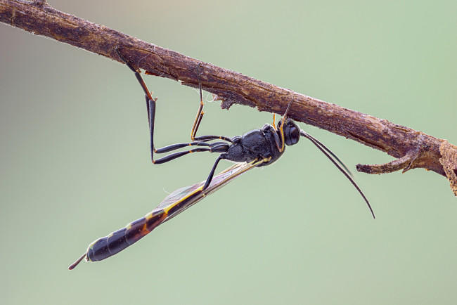 Обои картинки фото животные, насекомые, макро, травинка, насекомое, фон