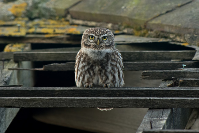 Обои картинки фото животные, совы, сова, птица, доски