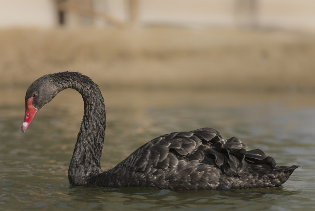 Обои картинки фото животные, лебеди, лебедь, черный