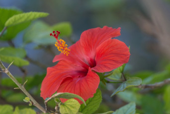 Картинка цветы гибискусы лепестки китайская роза гибискус