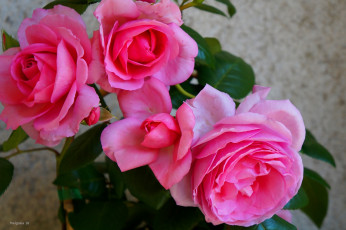 Картинка цветы розы розовый