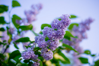 Картинка цветы сирень весна куст