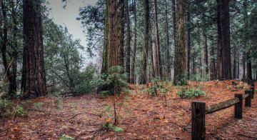 Картинка природа лес простор