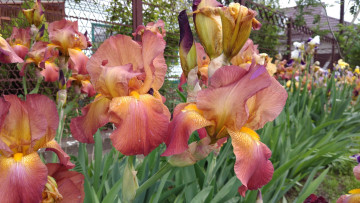 Картинка цветы ирисы