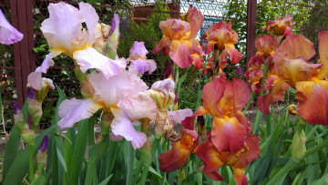 Картинка цветы ирисы