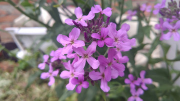 Картинка цветы луговые+ полевые +цветы сиреневые