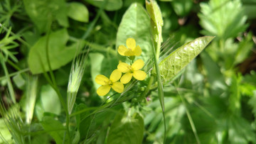 Картинка цветы луговые+ полевые +цветы жёлтые