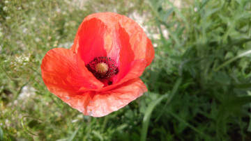 Картинка цветы маки мак