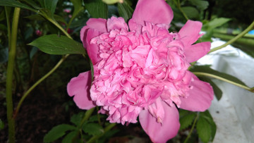 Картинка цветы пионы пион