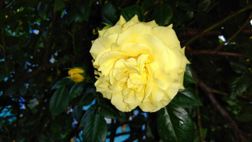 Картинка цветы розы роза