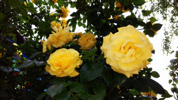 Картинка цветы розы роза