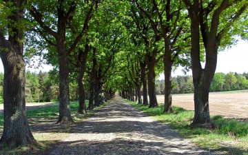 Картинка природа дороги поля дорога булыжник деревья