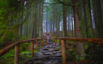 Картинка природа лес тропинка