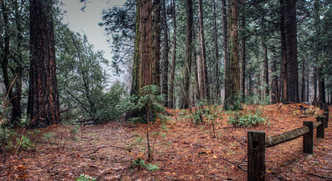 Обои картинки фото природа, лес, простор