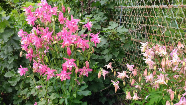 Обои картинки фото цветы, аквилегия , водосбор