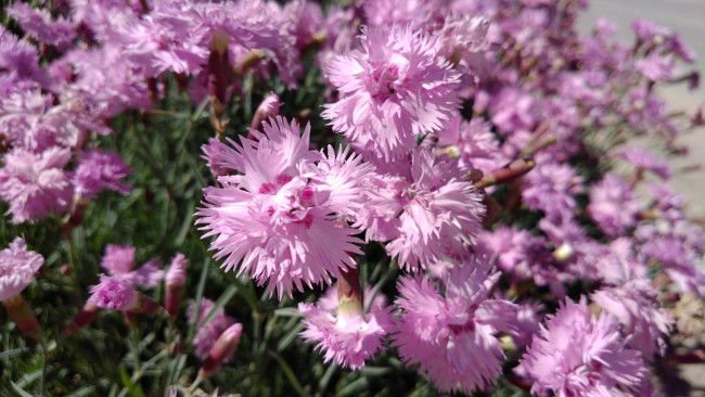 Обои картинки фото цветы, гвоздики, розовые