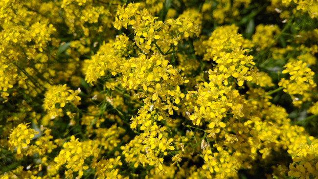 Обои картинки фото цветы, луговые , полевые,  цветы, жёлтые