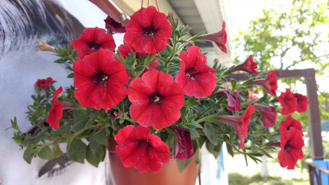 Обои картинки фото цветы, петунии,  калибрахоа, красные