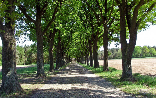 Обои картинки фото природа, дороги, поля, дорога, булыжник, деревья