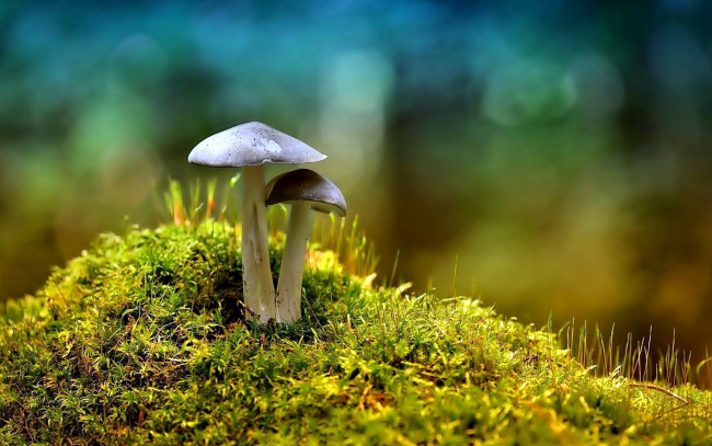 Обои картинки фото природа, грибы, дуэт