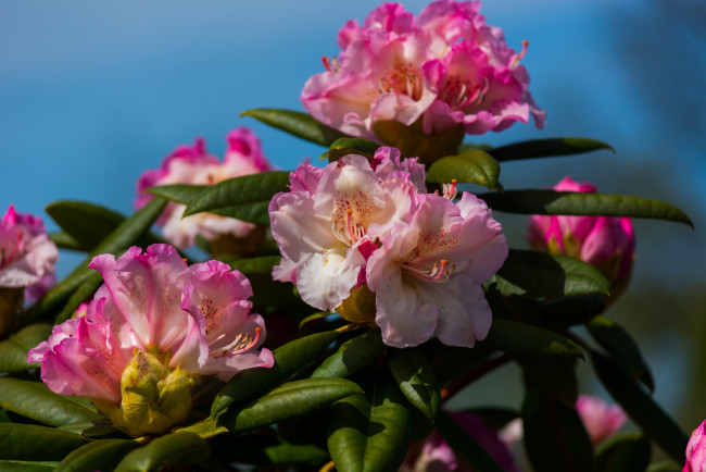 Обои картинки фото цветы, рододендроны , азалии, азалия, рододендрон, макро