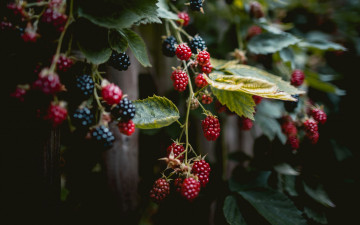 Картинка природа ягоды ежевика